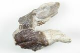 Fossil Primitive Whale (Pappocetus) Molar - Morocco #215132-1